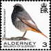Black Redstart - Alderney 2020 - 3