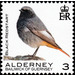 Black Redstart - Alderney 2020 - 3