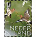 Black-Tailed Godwit (Limosa limosa) - Netherlands 2020 - 1