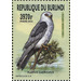 Black-winged Kite (Elanus caeruleus) - East Africa / Burundi 2016