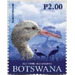 Blue Crane - South Africa / Botswana 2019 - 2