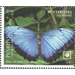 Blue Morpho (Morpho peleides) - Polynesia / Penrhyn 2020 - 5