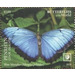 Blue Morpho (Morpho peleides) - Polynesia / Penrhyn 2020 - 5