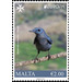 Blue Rock Thrush (Monticola solitarius) - Malta 2019 - 2