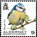 Blue Tit - Alderney 2020 - 9