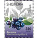 Blueberries - Albania 2017 - 250