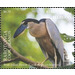 Boat-Billed Heron (Cochlearius cochlearius) - Cook Islands, Rarotonga 2020 - 6.70