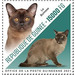 Burmese Cat - West Africa / Guinea 2021