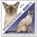 Burmese Cat - West Africa / Guinea 2021