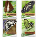 Butterflies (2020) - East Africa / Mozambique 2020 Set