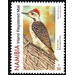 Cardinal Woodpecker (Dendropicos fuscescens) - South Africa / Namibia 2020