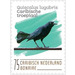 Carib Grackle (Quiscalus lugubris) - Caribbean / Bonaire 2020 - 75