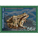 Caucasus Frog (Rana macrocnemis) - Russia 2021 - 56