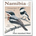 Chinspot Batis (Batis molitor) - South Africa / Namibia 2020