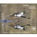 Common Goldeneye (Bucephala clangula) - Polynesia / Cook Islands 2020 - 22.40