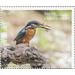 Common Kingfisher (Alcedo atthis) - Polynesia / Cook Islands 2020 - 3