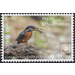 Common Kingfisher (Alcedo atthis) - Polynesia / Cook Islands 2020 - 3