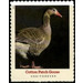 Cotton Patch Goose - United States of America 2021