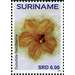 Cucurbita foetidissima - South America / Suriname 2020 - 6