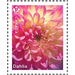 Dahlias - Canada 2020