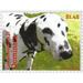 Dalmatian (Canis lupus familiaris) - Caribbean / Dominica 2013 - 1.45