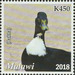 Duck (Bakha) - East Africa / Malawi 2019 - 450