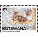 Eastern Nomad Scorpion (Hottentotta trilineatus) - South Africa / Botswana 2021 - 7