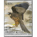 Eleonora&#039;s Falcon (Falco eleonorae) - Greece 2019 - 3.40