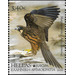 Eleonora&#039;s Falcon (Falco eleonorae) - Greece 2019 - 3.40