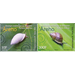 Endemic Snails of French Polynesia (2020) - Polynesia / French Polynesia 2020 Set