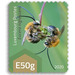 Eucera nigrescens - Luxembourg 2020