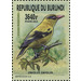 Eurasian Golden Oriole (Oriolus oriolus) - East Africa / Burundi 2016