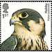 Eurasian Hobby (Falco subbuteo) - United Kingdom 2019