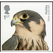 Eurasian Hobby (Falco subbuteo) - United Kingdom 2019