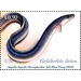 European Eel (Anguilla anguilla) - UNO Vienna 2019 - 0.90