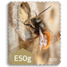 European Orchard Bee (Osmia cornuta) - Luxembourg 2020