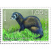 European Polecat (Mustela putorius) - Luxembourg 2021 - 1.05