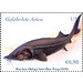 European Sturgeon (Huso huso) - UNO Vienna 2019 - 0.90