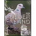 European Turtle Dove (Streptopelia turtur) - Netherlands 2020 - 1