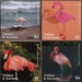 Exotic birds - Caribbean / Antigua and Barbuda 2020 Set