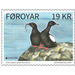 Faroese Black Guillemot (Cepphus grylle faroeensis) - Faroe Islands 2019 - 19