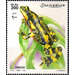 Fire-bellied Toad (Bombina bombina) - East Africa / Somalia 2002 - 200