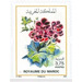 Flowers of Morocco - Morocco 2020 - 3.75