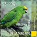 Forbes&#039; Parakeet (Cyanoramphus forbesi) - New Zealand 2020 - 3.30