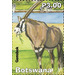 Gemsbok - South Africa / Botswana 2019 - 3