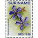 Geranium erianthum - South America / Suriname 2020 - 11