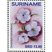 Geranium richardsonii - South America / Suriname 2020 - 13