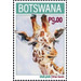 Giraffe (Giraffa giraffa) - South Africa / Botswana 2020 - 9