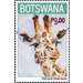 Giraffe (Giraffa giraffa) - South Africa / Botswana 2020 - 9