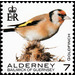 Goldfinch - Alderney 2020 - 7